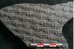 Foto (Detailansicht) von Lepidodendron sp.  (NHMW-GEO-2024-0188-11030)